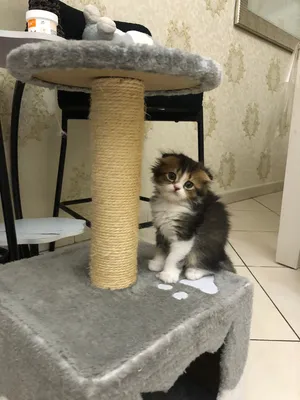 Cute kittens