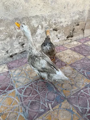 جوز بط للبيع
