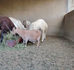 عنز كردية للبيع