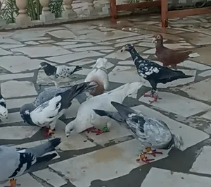 طيور حمام شامية