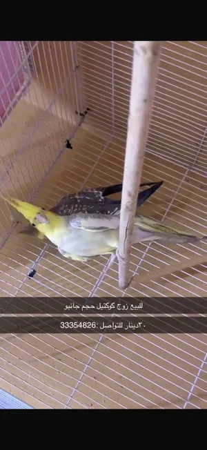 زوج كوكتيل