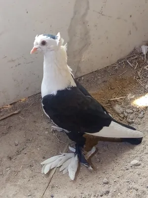 طير فحل كمرلي للبيع شرط النظافه والصحه والتبزير طير فول كلاش قوي وخشن سعره ب 8 آلاف