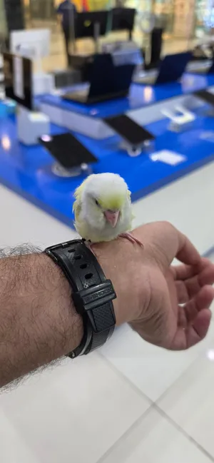parrotlets