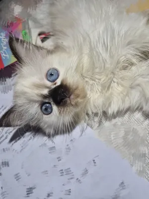 هيمالايا شهرين