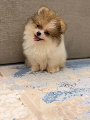 mini Pomeranian puppies جراوي مني بومارينين