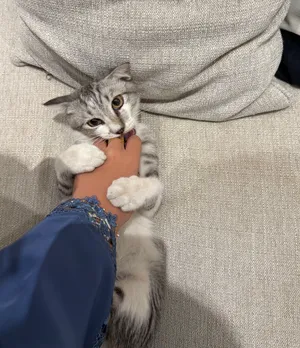 قطوه للتبني