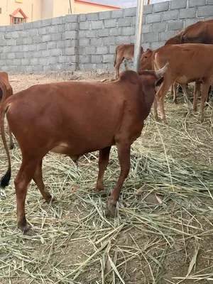 ثور للبيع العمر سنتين