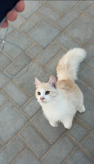 Turkish Angora male cat for adoption