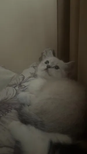برتش انثى عيون زرق