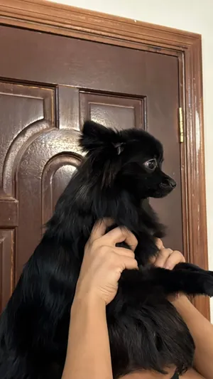 German Spitz mix