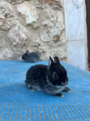 ارانب مقزم هولندي