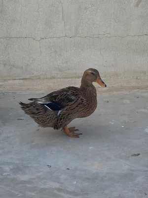 زوج بط منتج جدا (5 بيضات بالاسبوع)