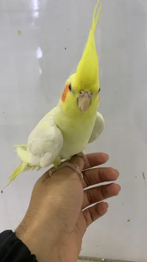 Cockatiel hand tamed