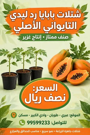 للبيع فيفاي رد ليدي
