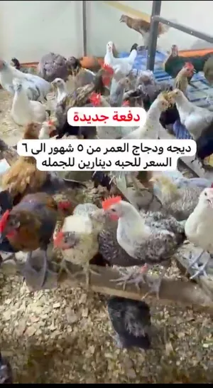 بحريني فيومي مكس - دينارين للحبه