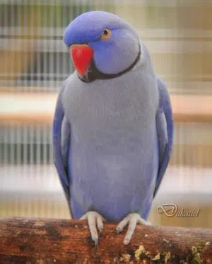 للبيع زوج دره