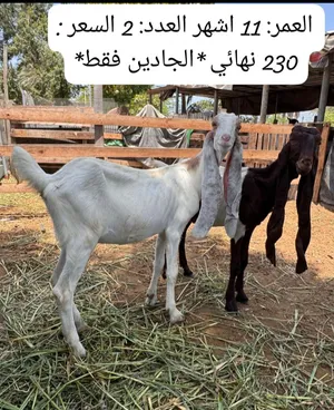 للبيع الاغنام باكستانيات