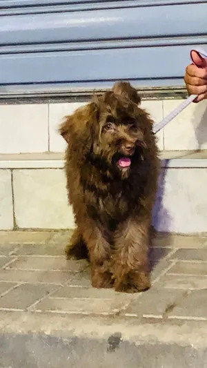 Labradoodle  كانيش