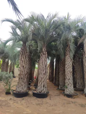 Butia Palm for sale نخلة البيوتيا