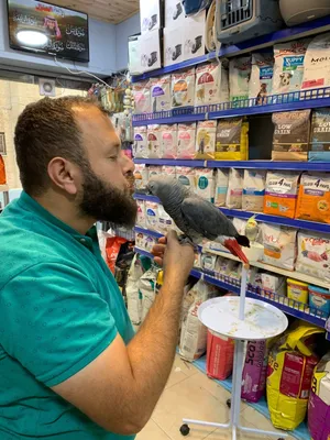 ببغاء كاسكو لعشاق التميز والحبات النادرة صوت جهوري بلوري كريستالي كأنو بني إبداع الخالق في الريلز