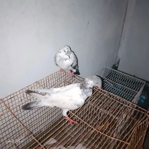 للبدل حمام مع بغبغاء أو كنااري أو للبيع