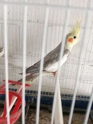 كوكتيل أليف بالصلاة على النبي شوف الوصف