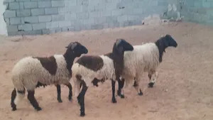 3خرفان وطنيات ربي يبارك عمرهم ف7شهور 8شهور محصنات وسليمات من العيوب والامراض..