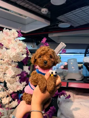 Toy poodle puppy toy سوبر ميني مميز جدا ذكور واناث مع جميع المطاعيم ومايكروشيب التسليم في عياده