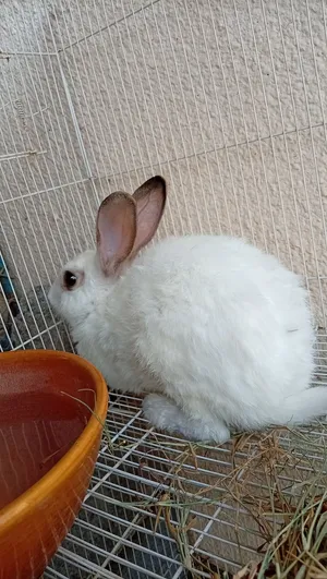 لل البيع ارنب عماني حااار مطلوب 4 ريال