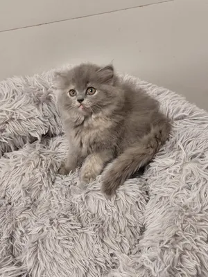 Scottish Kittens