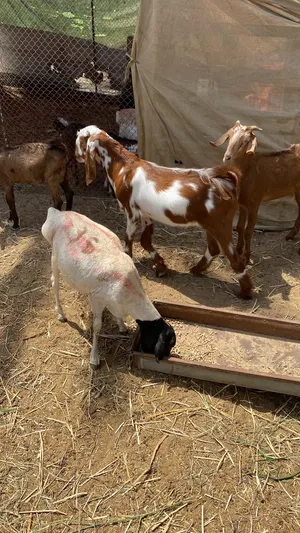 صومالي للبيع