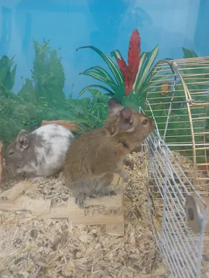 زوج ديغو اليف pair of degu