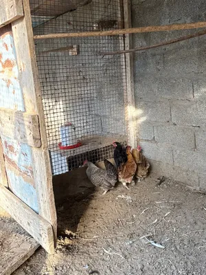 للبيع دجاج بياضات امورهم طيب