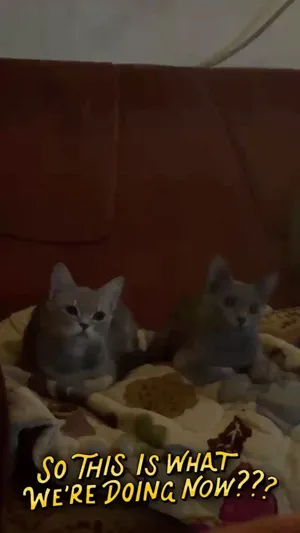 11 months old Scottish straight girls