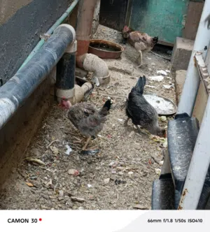 دجاج عرب كبار بياضات  ثلاثه وحده ام ركبه
