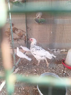 دجاجه باكستانيه حجم كبير ما شاء الله