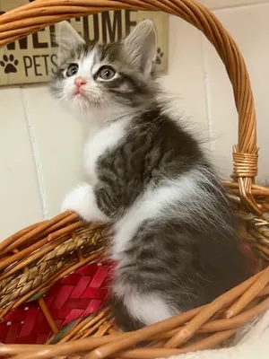 Long hair Beautiful Kitten