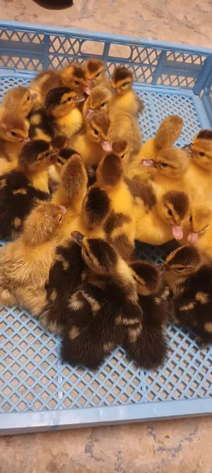 للبيع صيصان بط مسكوفي  ،بط محلي، دجاج