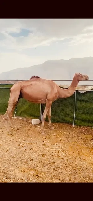 للبـيع ناقه مفـرود عنها بكره