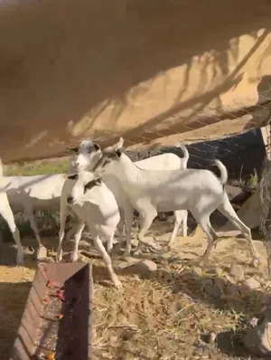 جدايا مطعومات