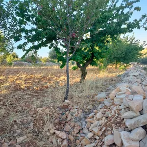 Farm Land for Sale in Jerash Soof