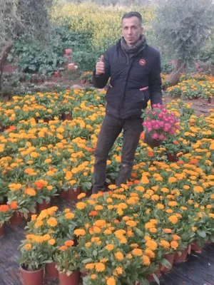 قص شجر زراعة جولد ستار زراعة نخيل وشجر مثمر ليمون تين عنب مشمش