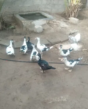 ح بيع بط مصر ماشاء الله