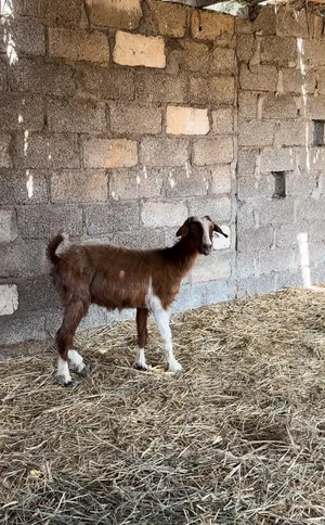 شاه حلال بني سعيد وصغيره في سن