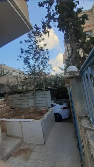 شجرة أروكاريا (عيد الميلاد) زينة طبيعية بحالة ممتازة للبيع بطول يزيد على 6.5 متر