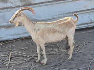 شاه صلاليه