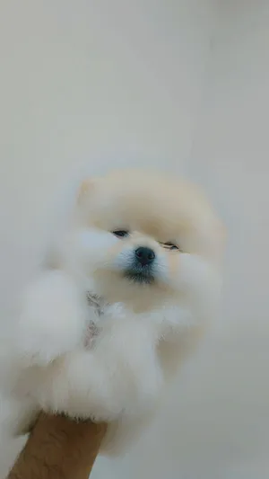 Pomeranian puppies