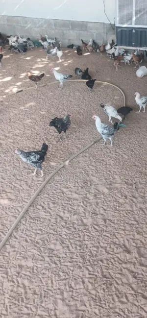 دجاج بلدي للبيع