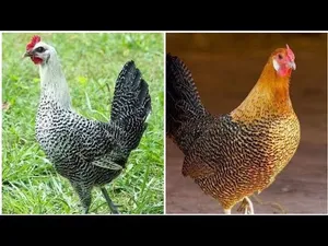 دجاج فيومي ألمنيوم +اللون الفضي