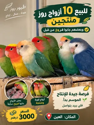 للبيع أزواج روز السعر 300 للزوج المنتج